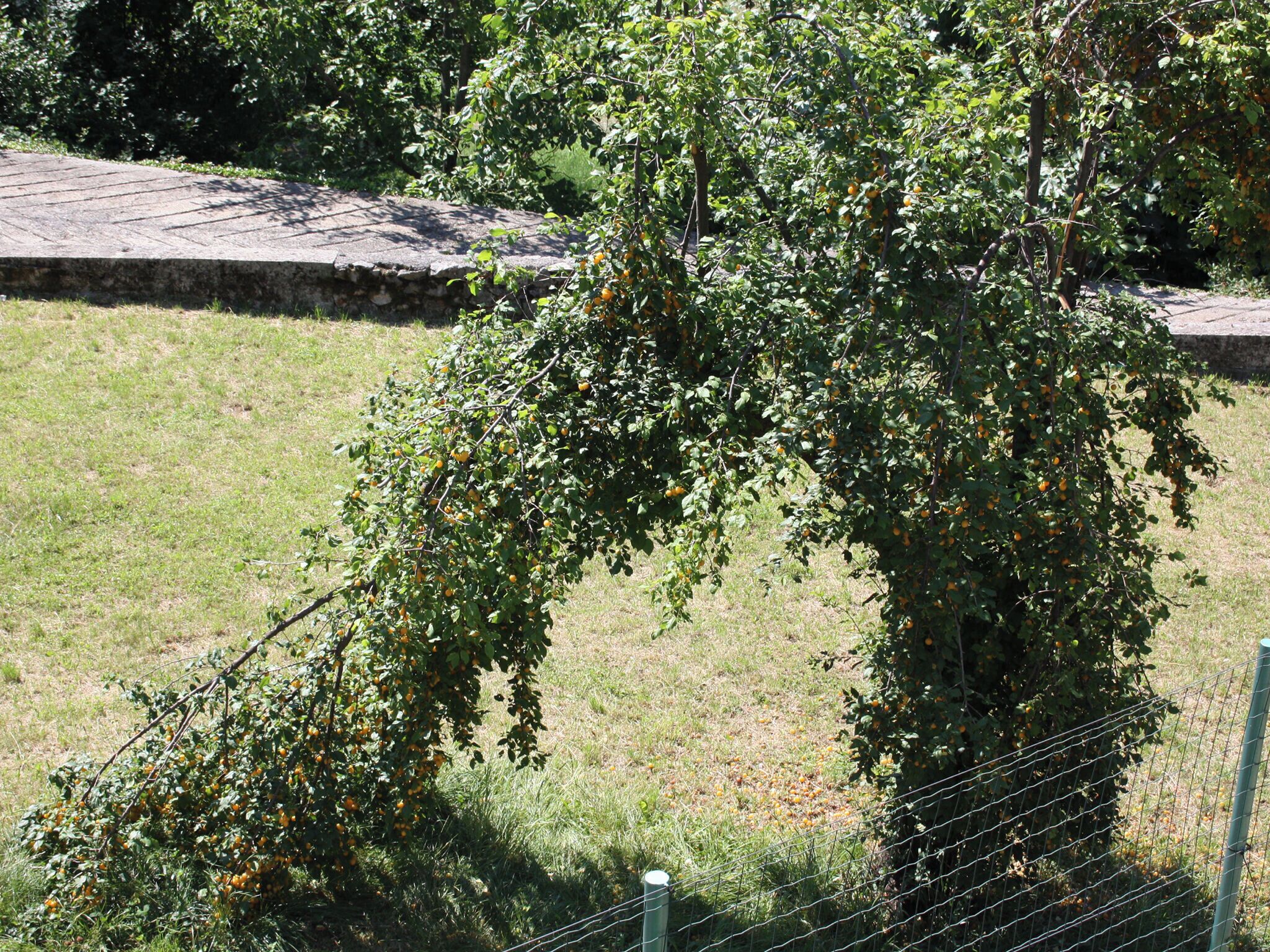A tree with green leaves and orange fruits, a stone wall, and a grassy area.