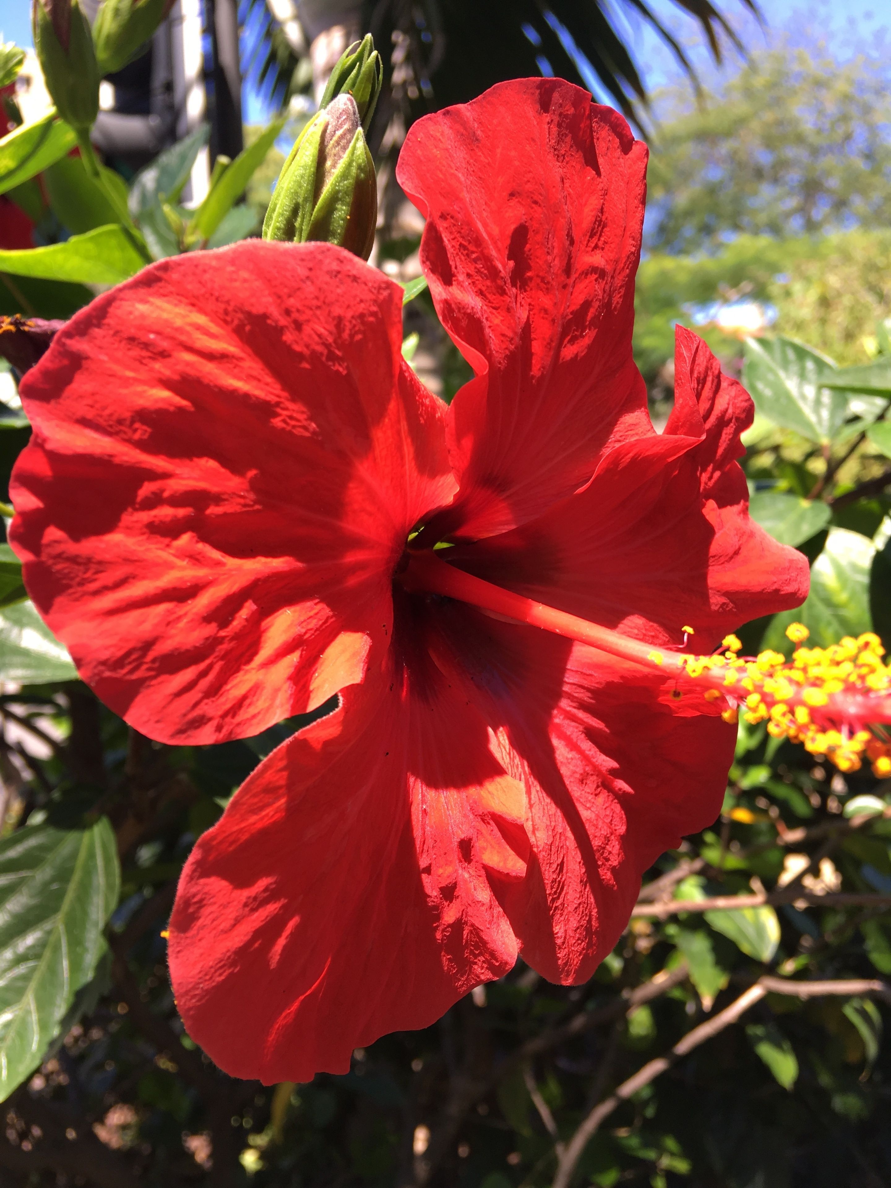 Une fleur d’hibiscus rouge avec un centre jaune et des feuilles vertes en arrière-plan.