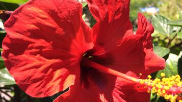 Une fleur d’hibiscus rouge avec un centre jaune et des feuilles vertes en arrière-plan.