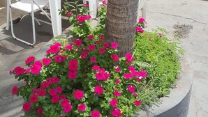 A concrete planter with pink flowers and a tree, next to white plastic chairs and tables, with a bench in the background. - Ami Hotel (Varzea Grande)