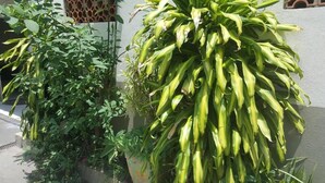 A potted plant with green leaves and yellow flowers in a concrete planter. - Ami Hotel (Varzea Grande)