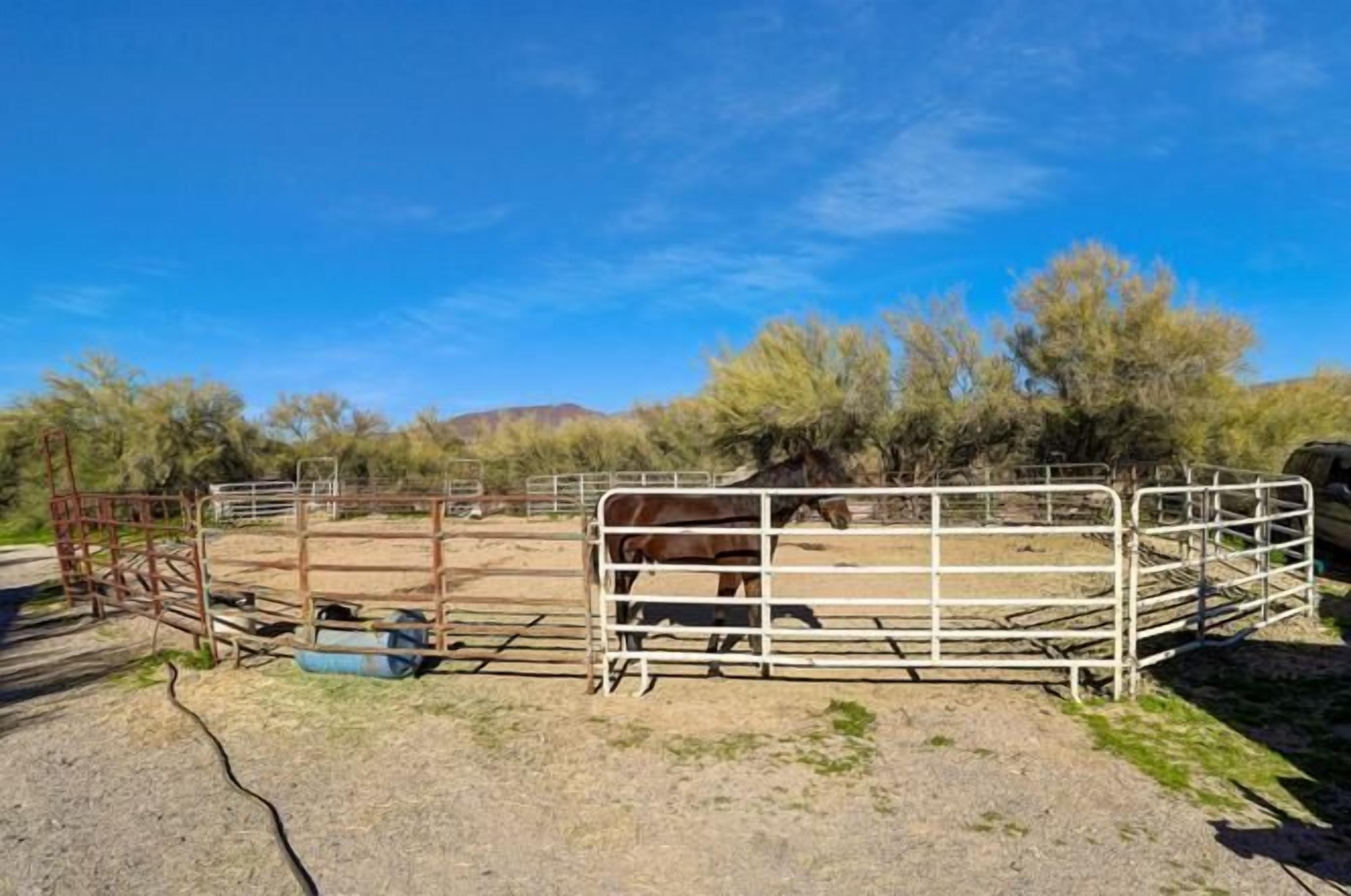 A fenced outdoor area with a horse, metal gates, and sparse vegetation.