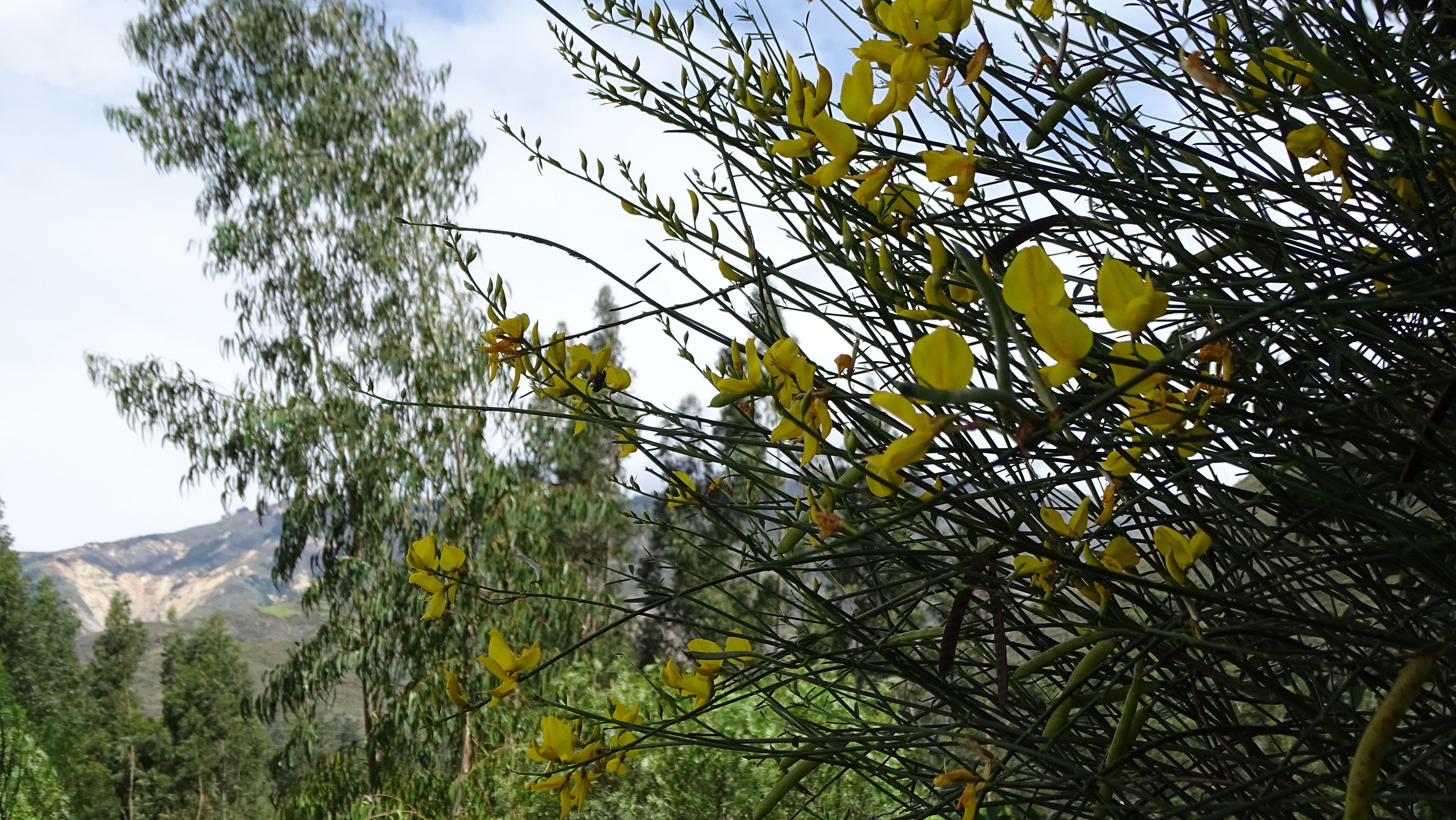 A dense forest with yellow flowers and green foliage.