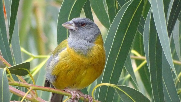 Un pájaro posado en una rama rodeada de hojas verdes.