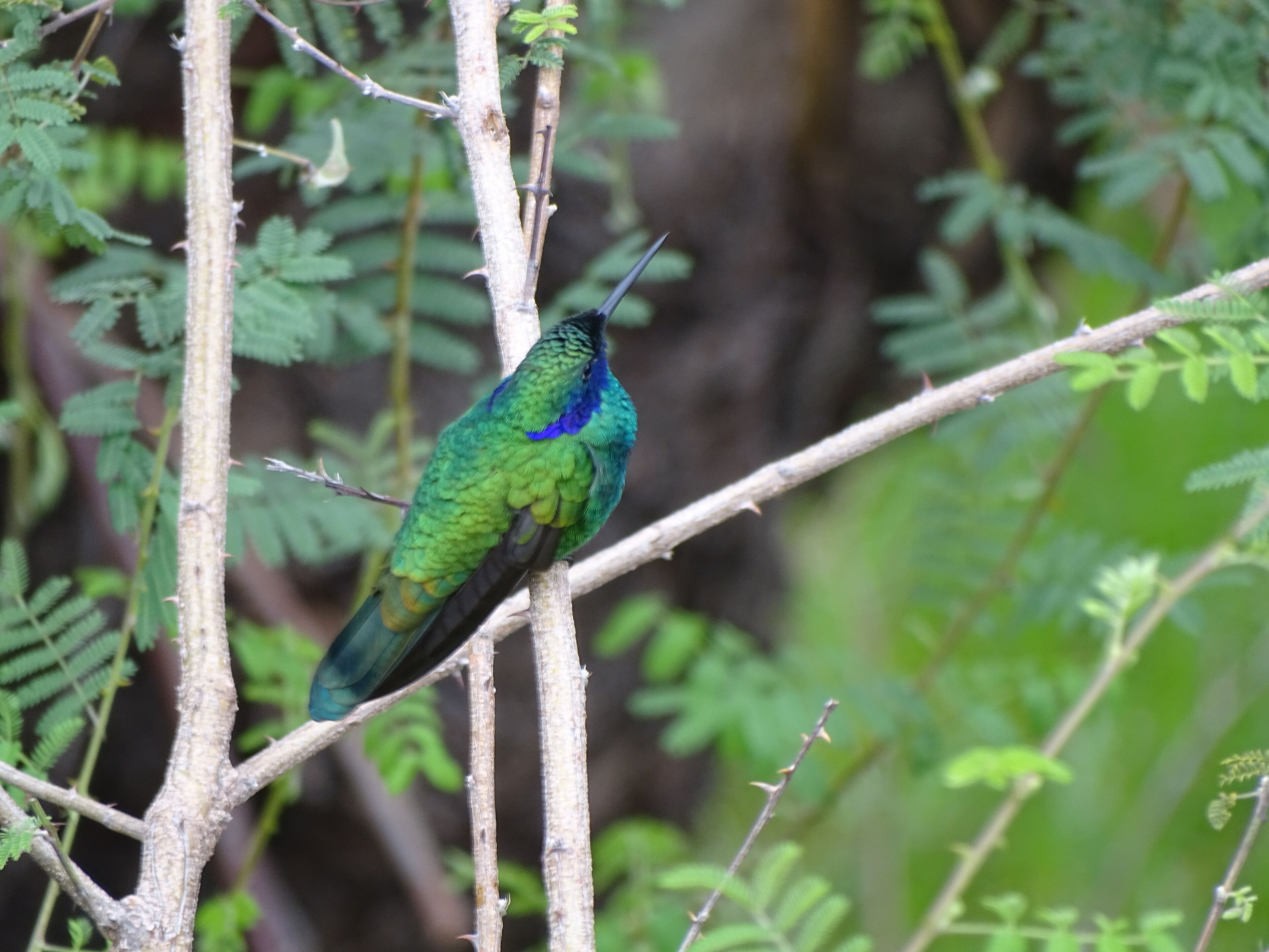 A bird perched on a branch.