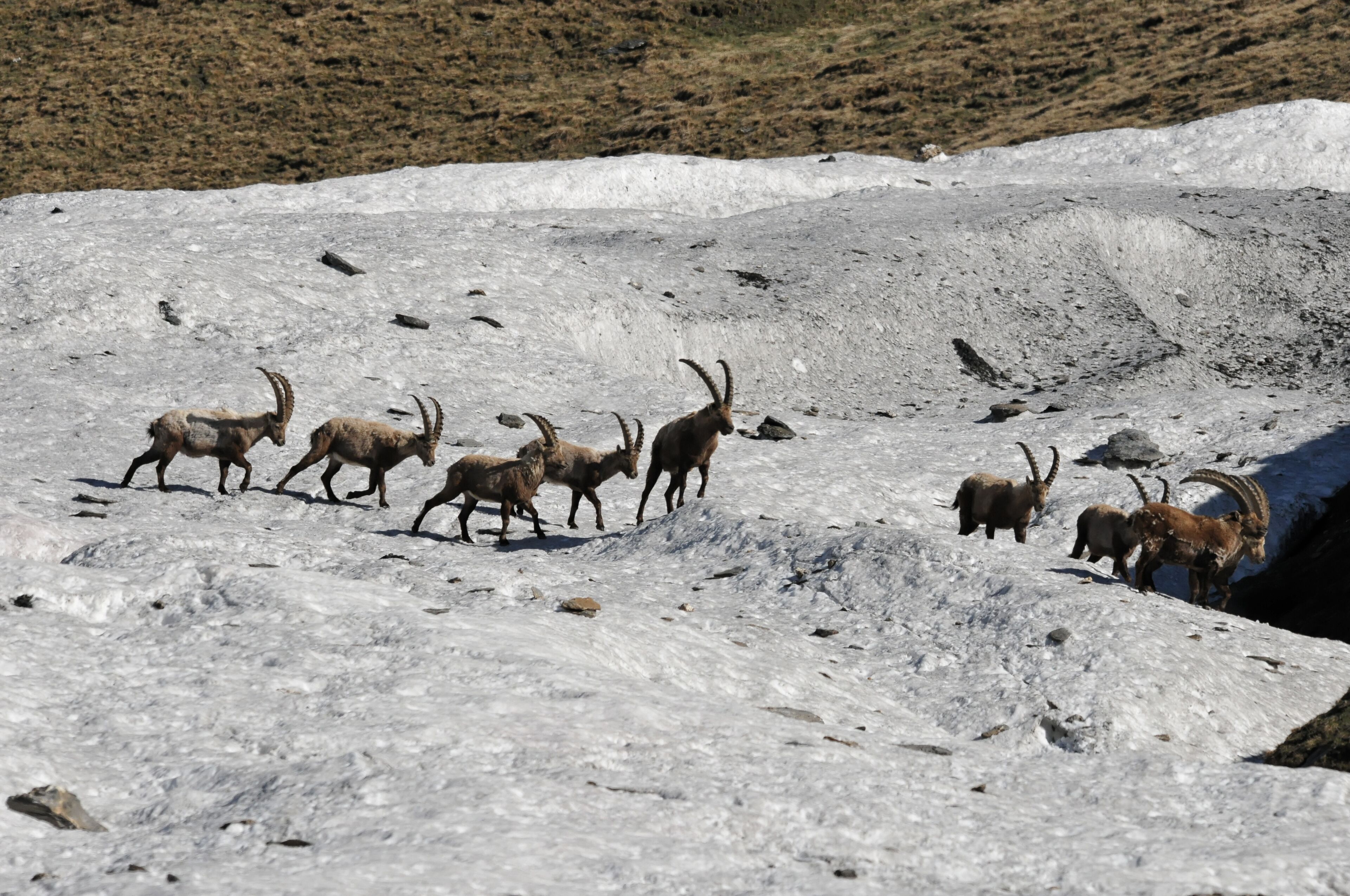 A group of mountain goats on a snowy slope.