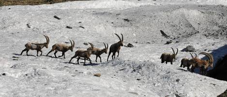 A group of mountain goats on a snowy slope.