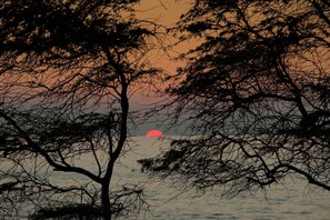 A sunset with a red sun partially obscured by tree branches. - Kihei Akahi #C-203 Great Location and Rates, FREE SARONG!, Full Kitchen (Kihei)