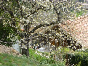 Property grounds - Traditional blue-shuttered stone house  in a stunning Ardeche mountain village. (Ardeche)
