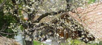 Traditionelt blåskærmet stenhus i en fantastisk bjerglandsby Ardeche.