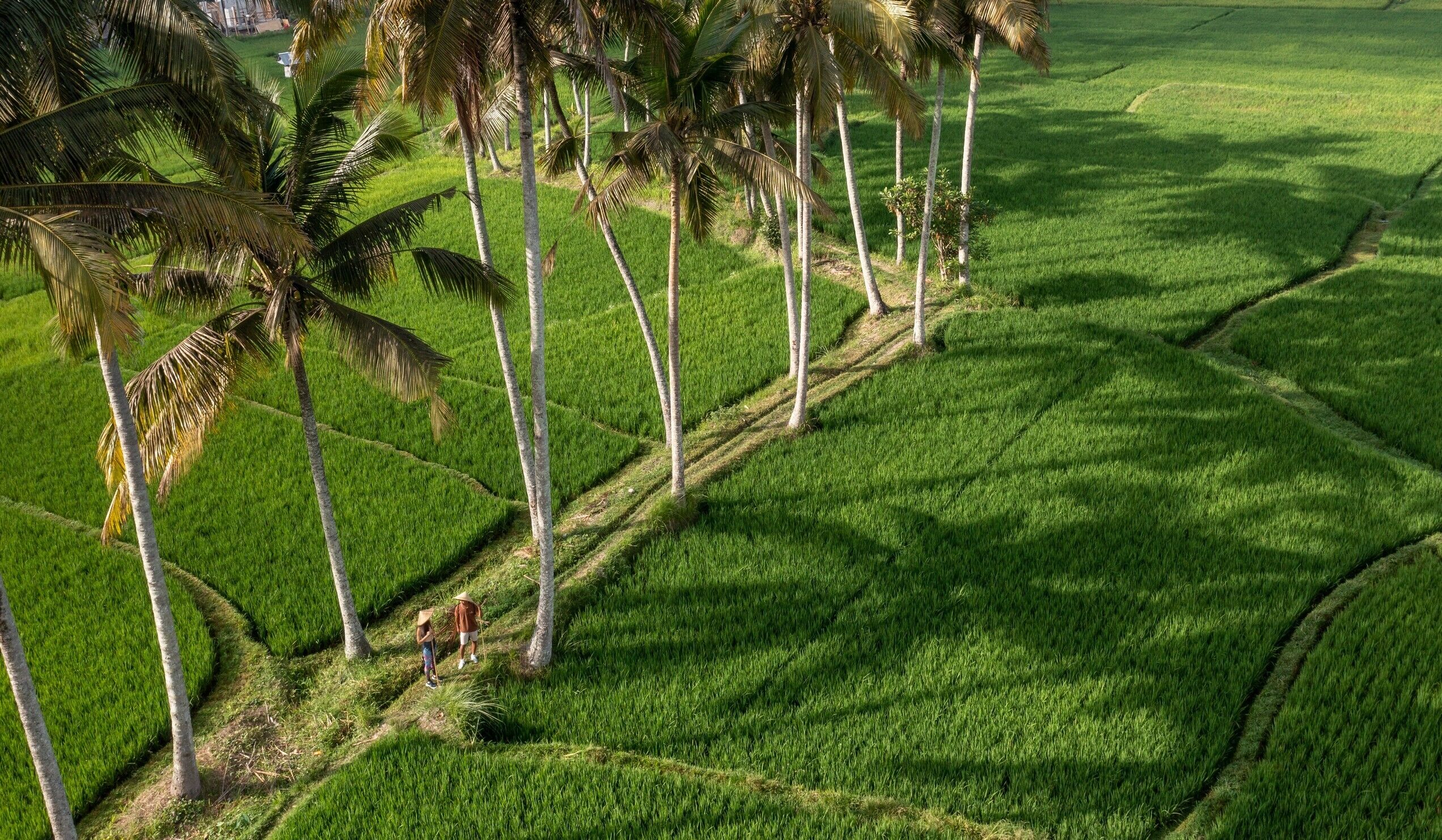 A lush green rice paddy with tall palm trees and a clear sky.