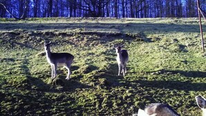 A grassy field with two deer standing on a slope. - Ferienwohnungen Hees (Emmerzhausen)
