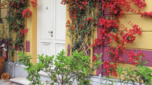 Un edificio con fachada amarilla, puerta blanca y flores rojas trepando por la pared.
