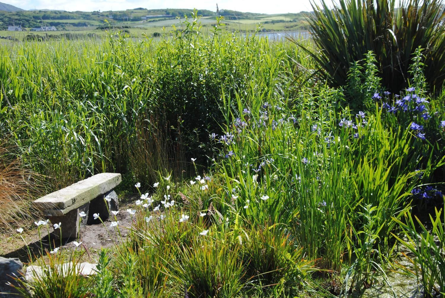 Una panca in pietra in un ambiente naturale, con erba verde e fiori selvatici.