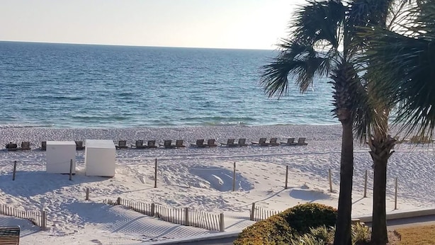 A beach with white sand, a row of beach chairs, and a palm tree. - Right On the Beach !  Vacation Condo ! (Panama City Beach)