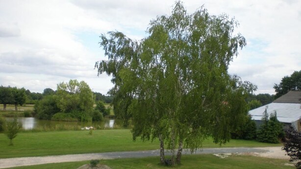 A well-maintained lawn with a large tree, a small pond, and a pathway. - Le Champ du Pre (Gievres)