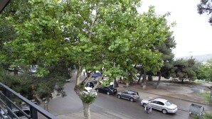 A street view with parked cars, trees, and a pedestrian walkway.