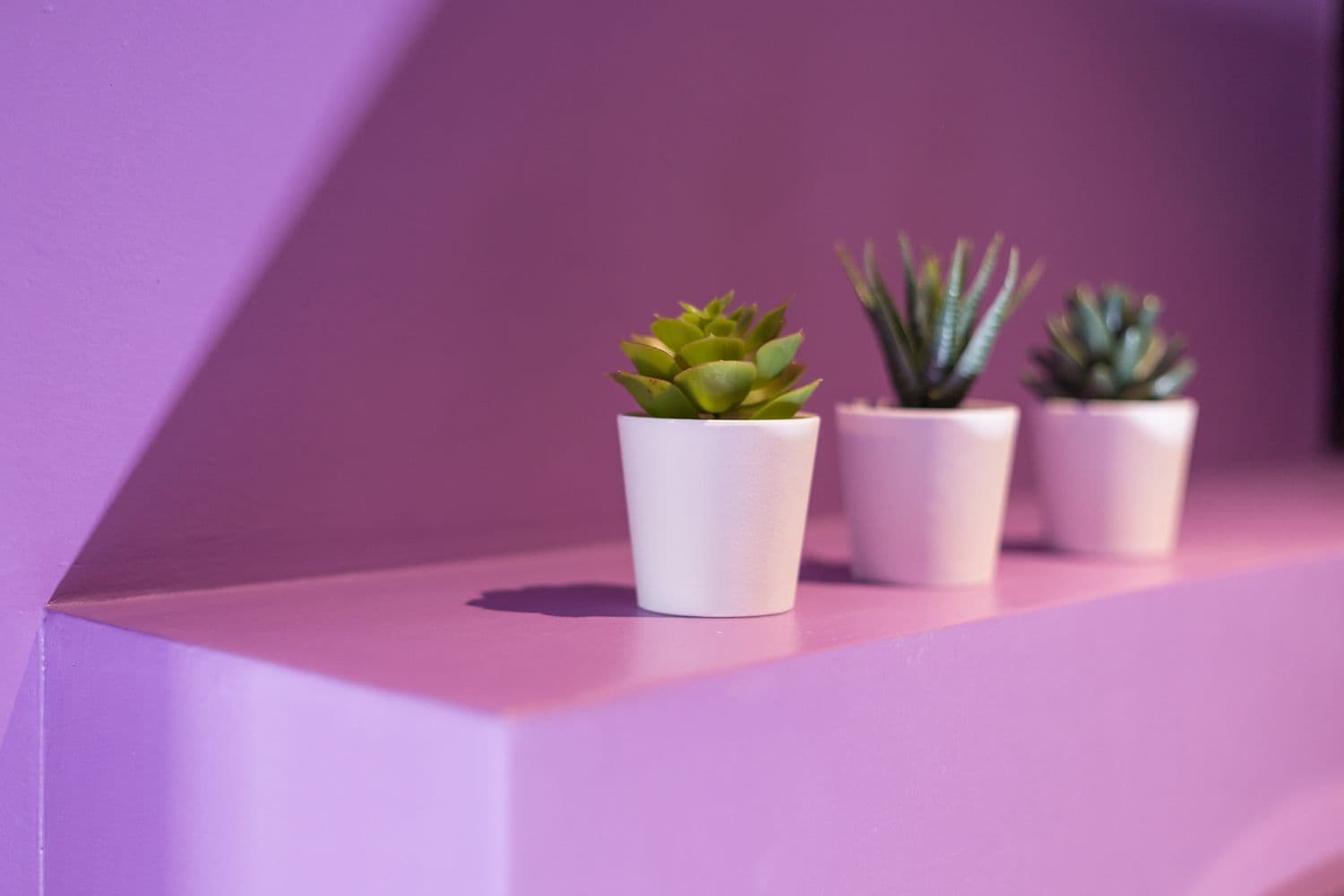 Three small potted plants on a purple shelf.