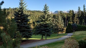 Une route sinueuse qui traverse une forêt où s’élèvent de grands arbres à feuilles persistantes, avec une chaîne de montagnes en arrière-plan.