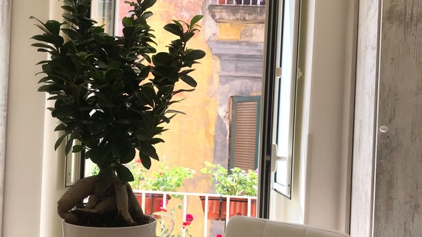 A potted plant on a wooden desk near a window with a view of a balcony and a building. - Speranzella 86 (Naples)