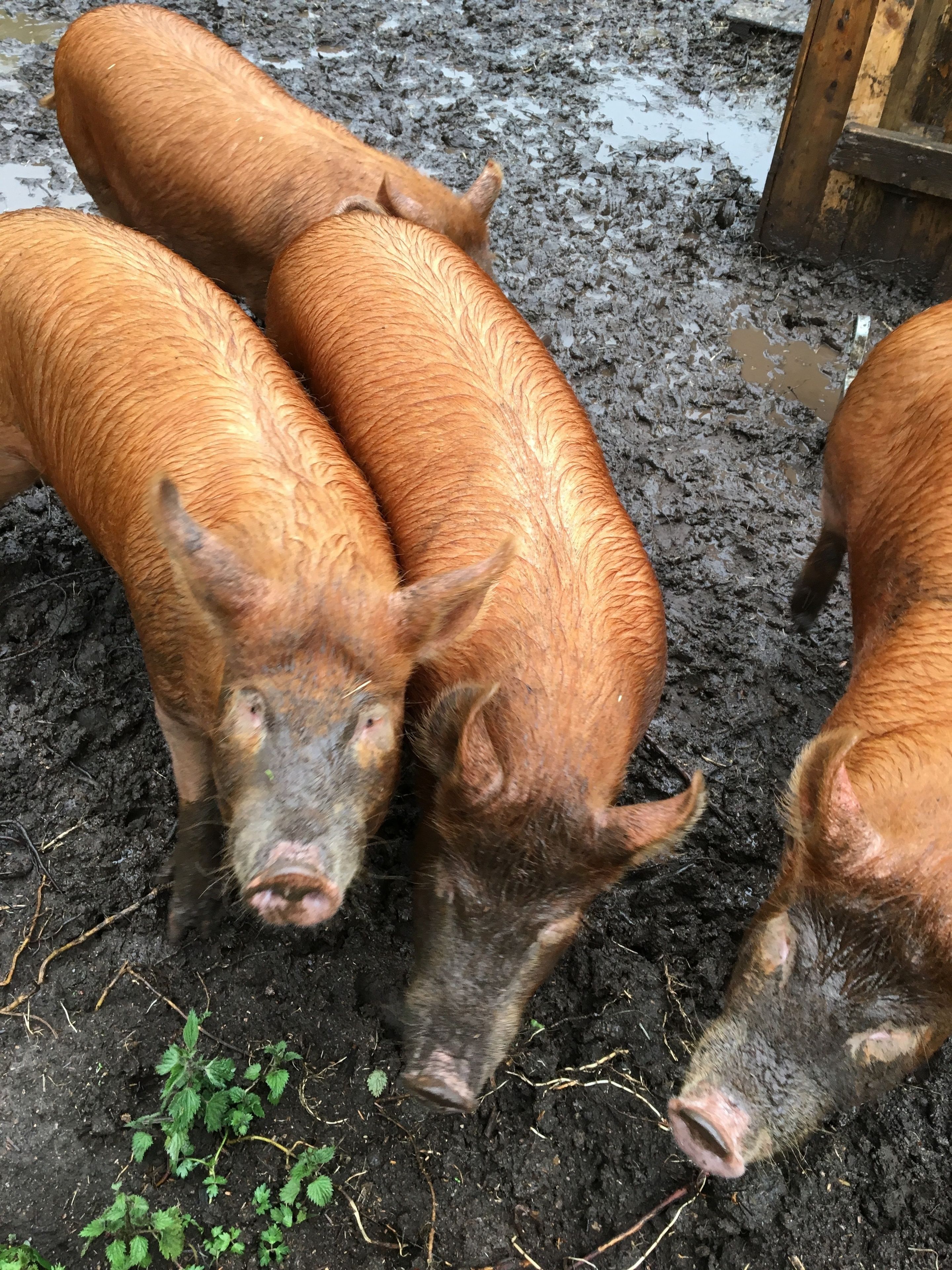 Three pigs in a muddy area with some greenery.