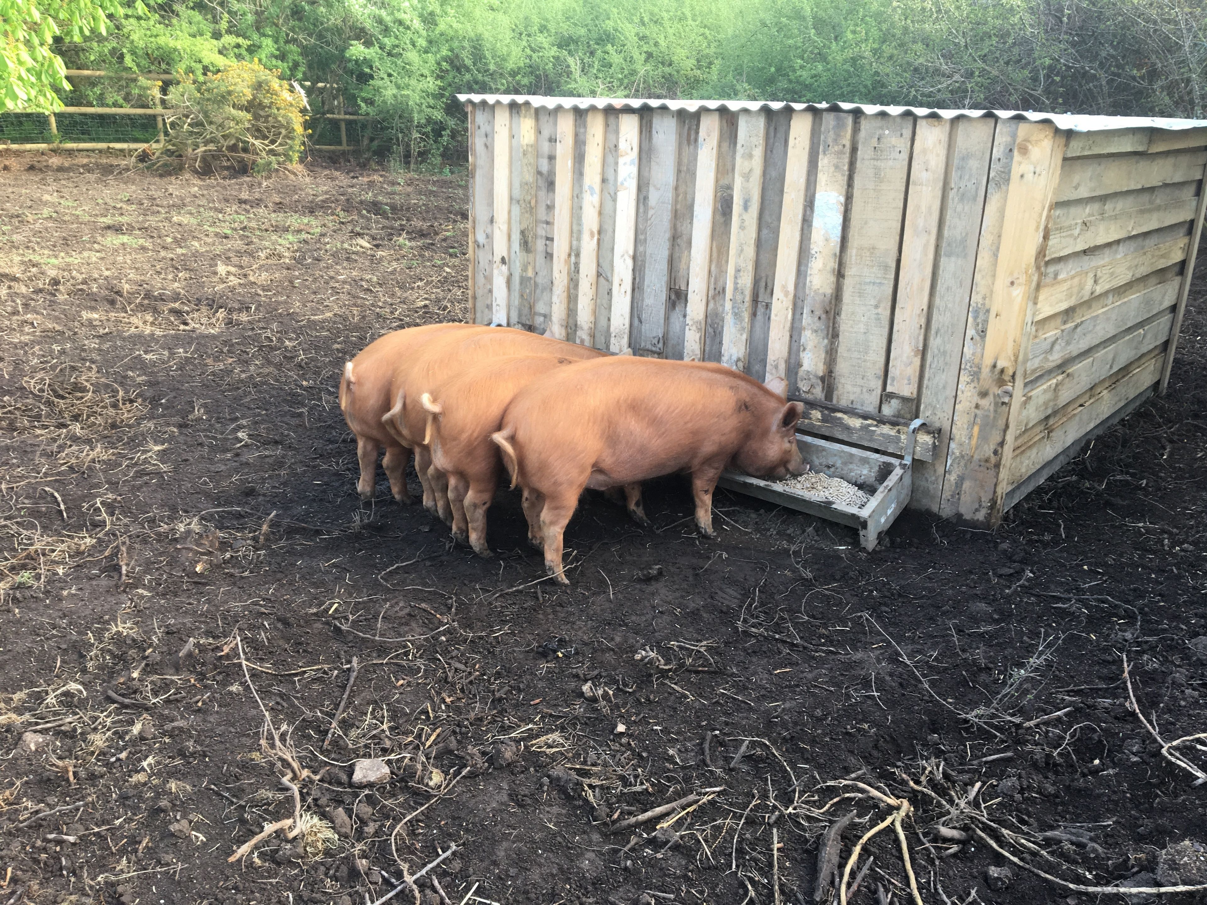 Un corral de cerdos con un refugio de madera y un comedero.