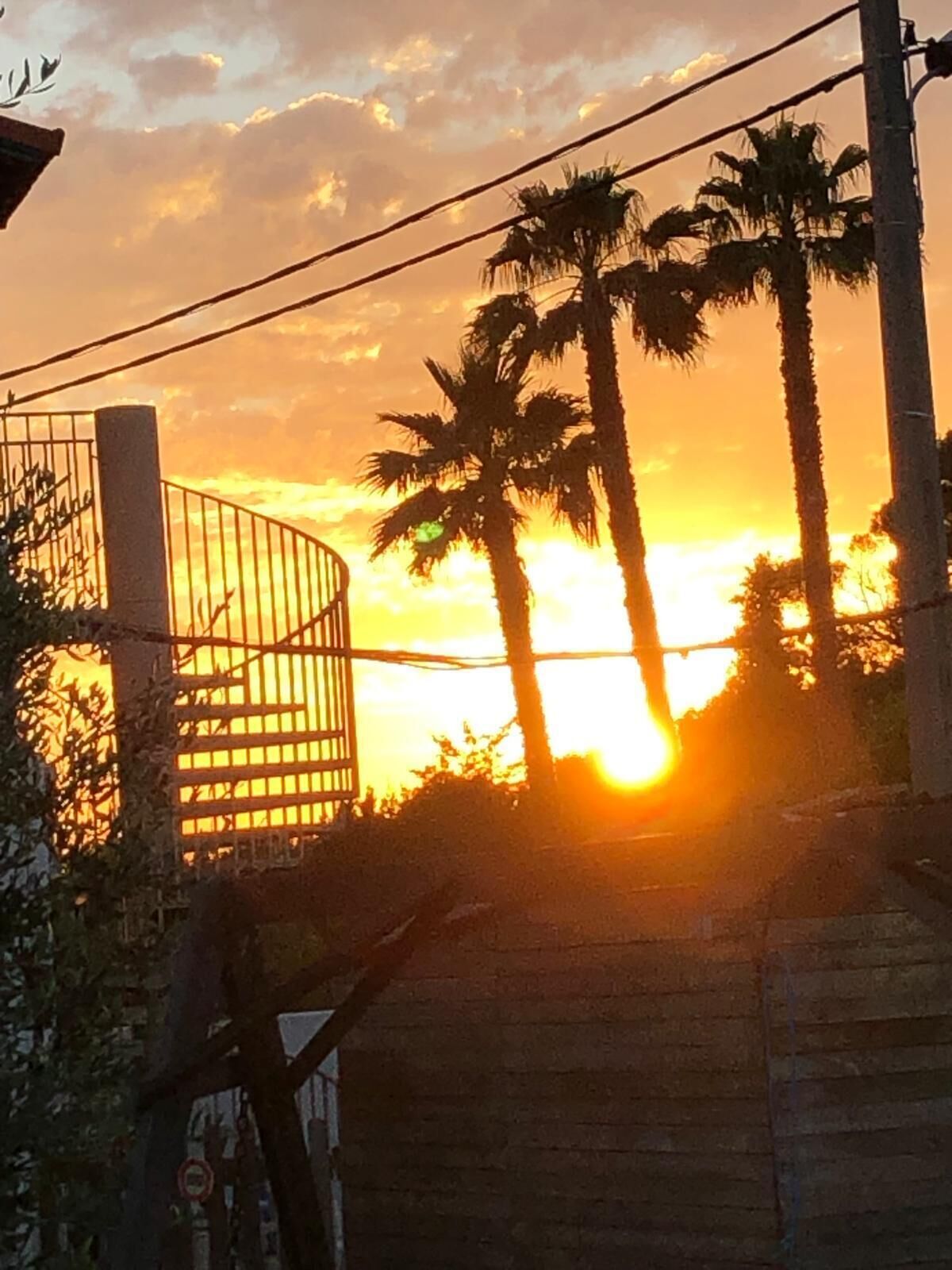 Un atardecer con palmeras y una cerca de metal.