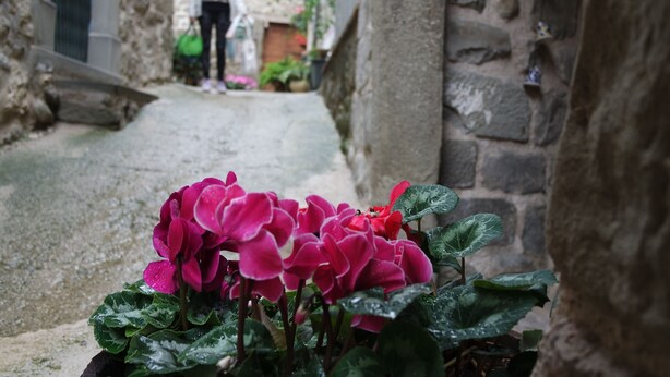 A narrow stone pathway with a vibrant pink flower in the foreground. - Agriturismo Arcera (Roccafluvione)