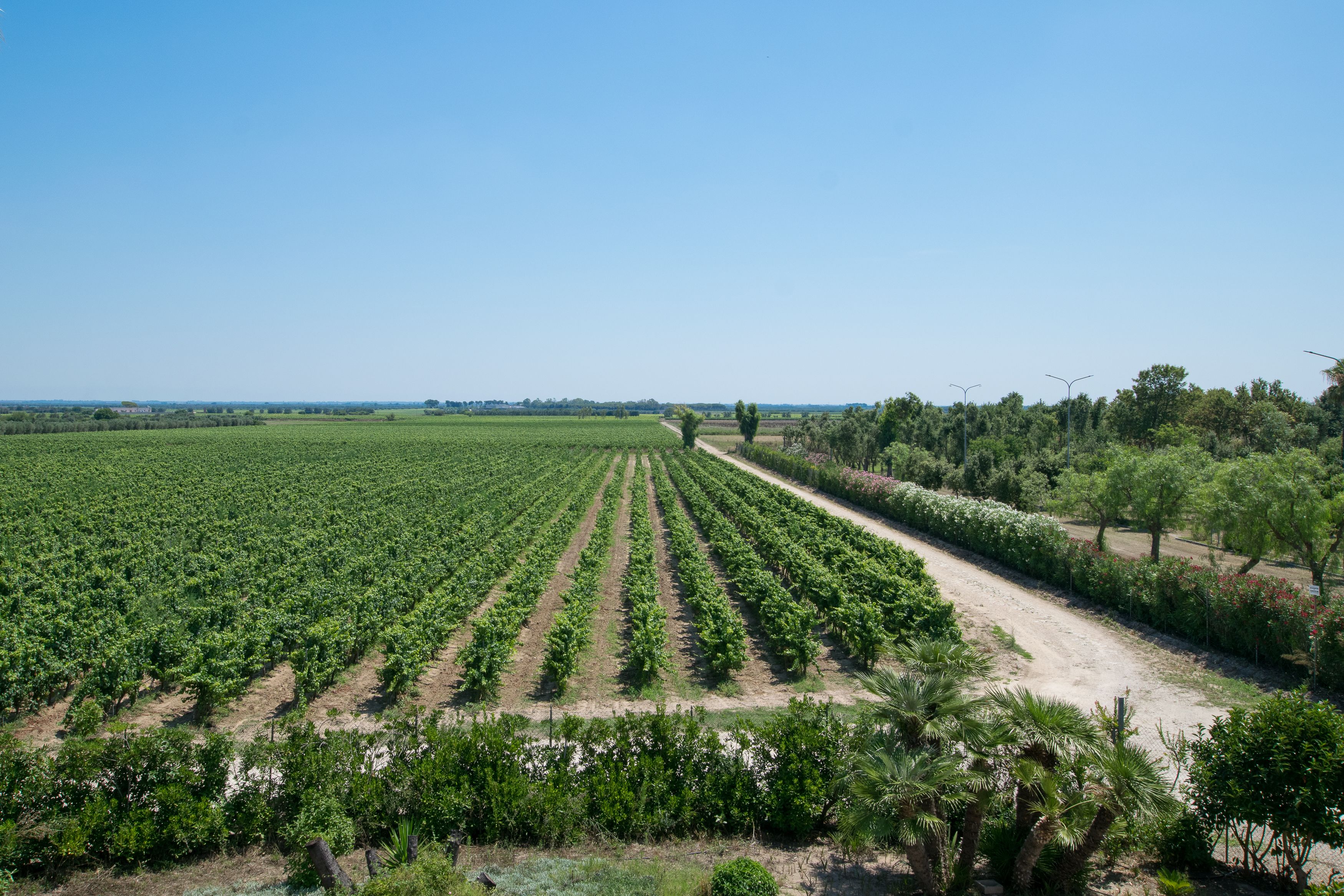 A vineyard with rows of grapevines and a dirt path.