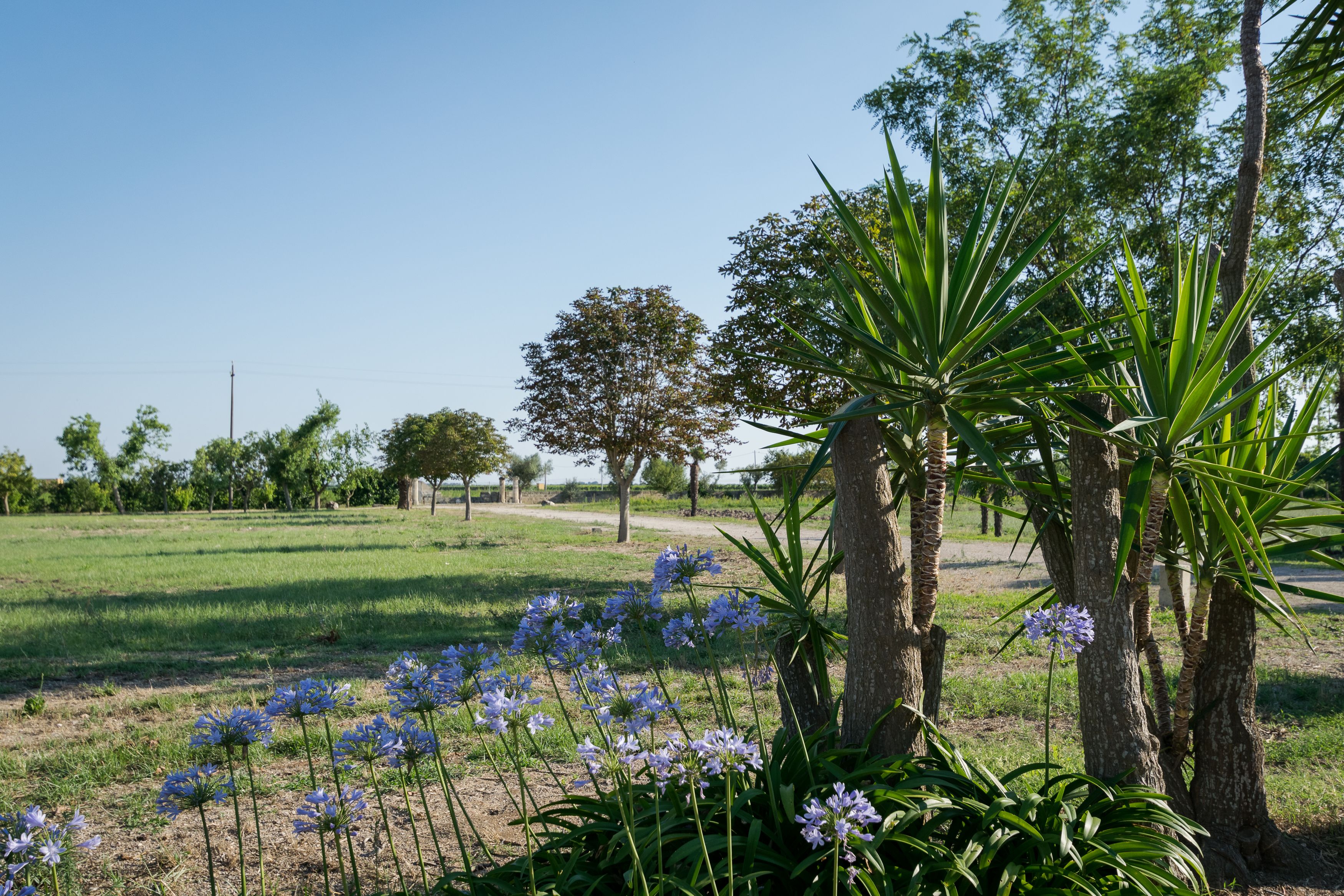 Un prato erboso con alberi e piante fiorite.