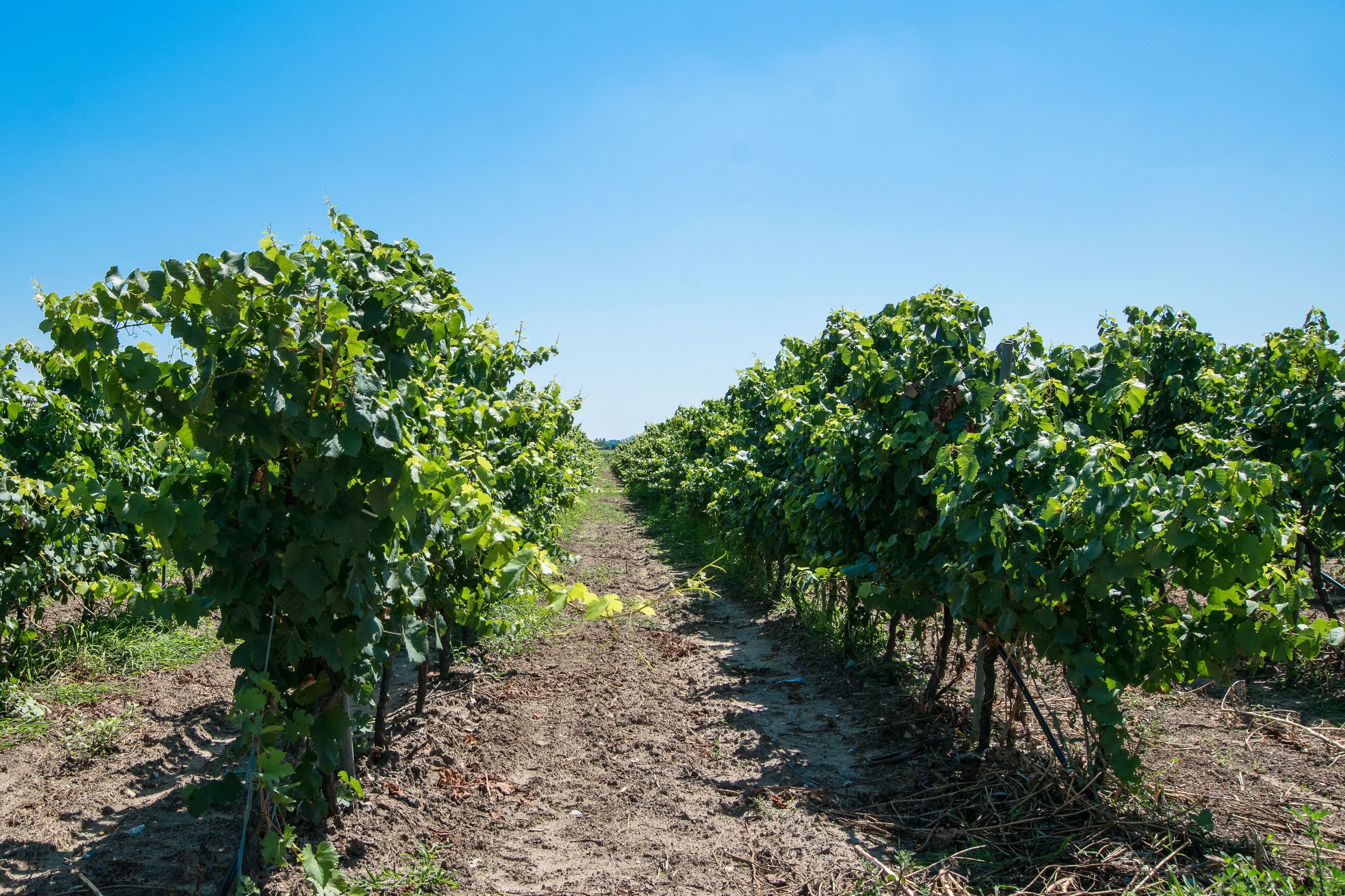 Ein Weinberg mit Reihen von Weinreben unter blauem Himmel.