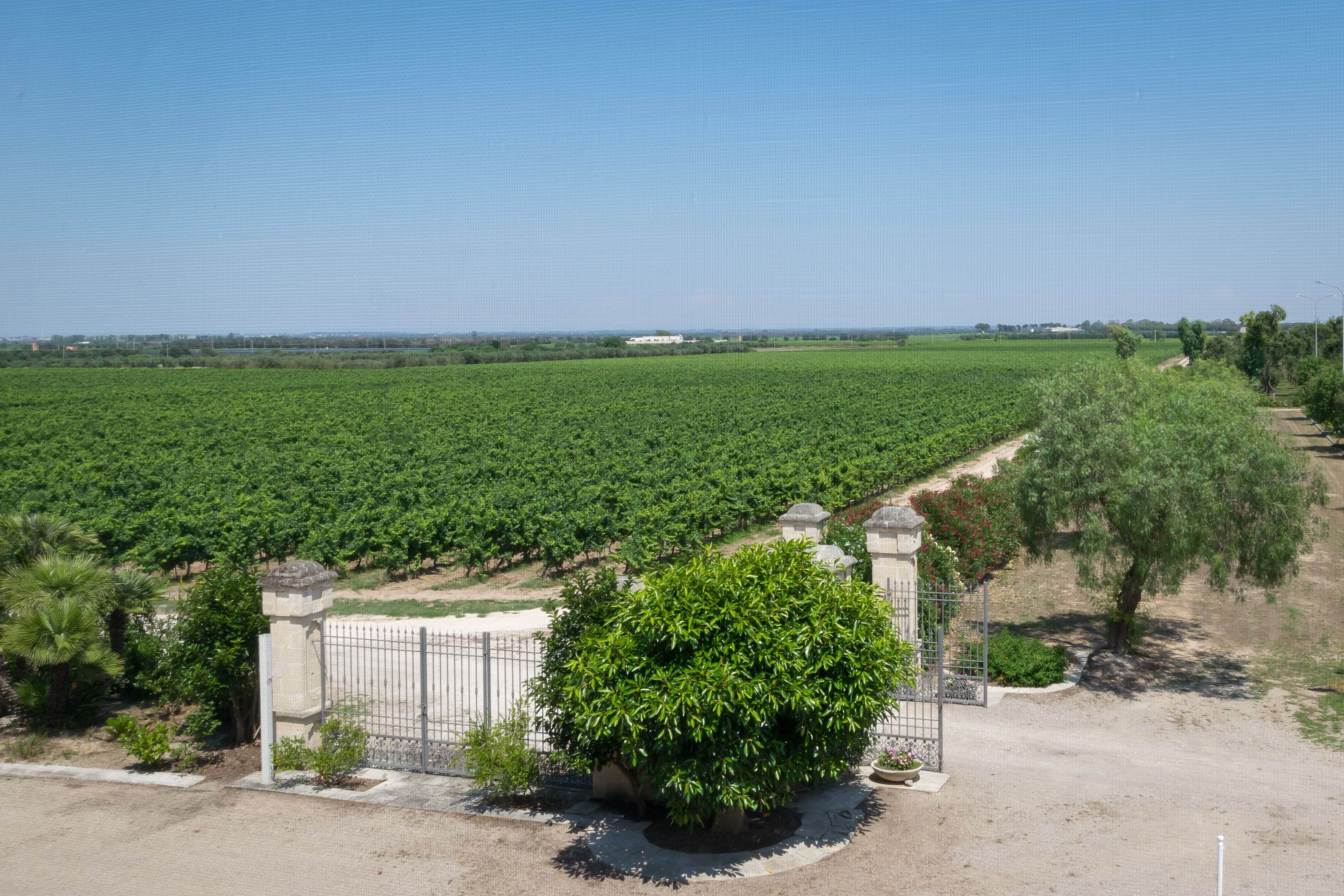 A vineyard with rows of grapevines, a gate, and a small tree in the foreground.