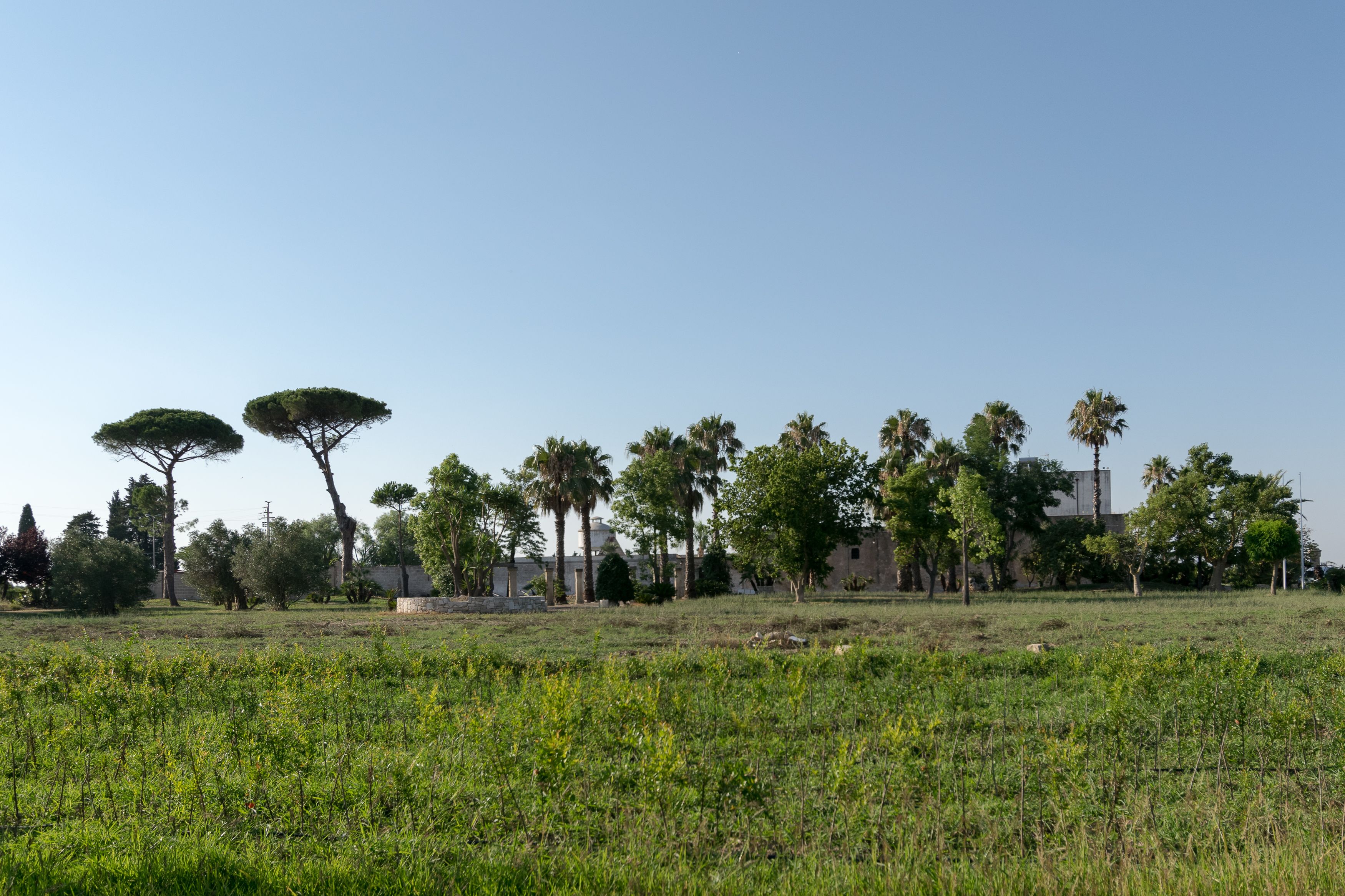 Um campo com árvores e um edifício ao fundo.