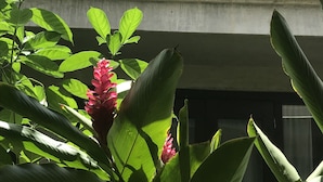 Un balcon agrémenté de rideaux blancs, d’un feuillage verdoyant et d’une fleur rose.
