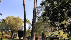 Ein Park mit hohen Palmen und blauem Himmel.