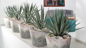 Un pasillo con plantas en macetas y un cuadro en la pared.