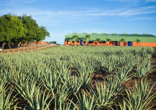 Ecotours - Serenity (Willemstad)