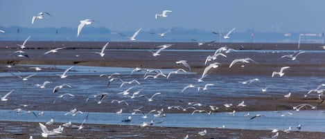 Playa en los alrededores