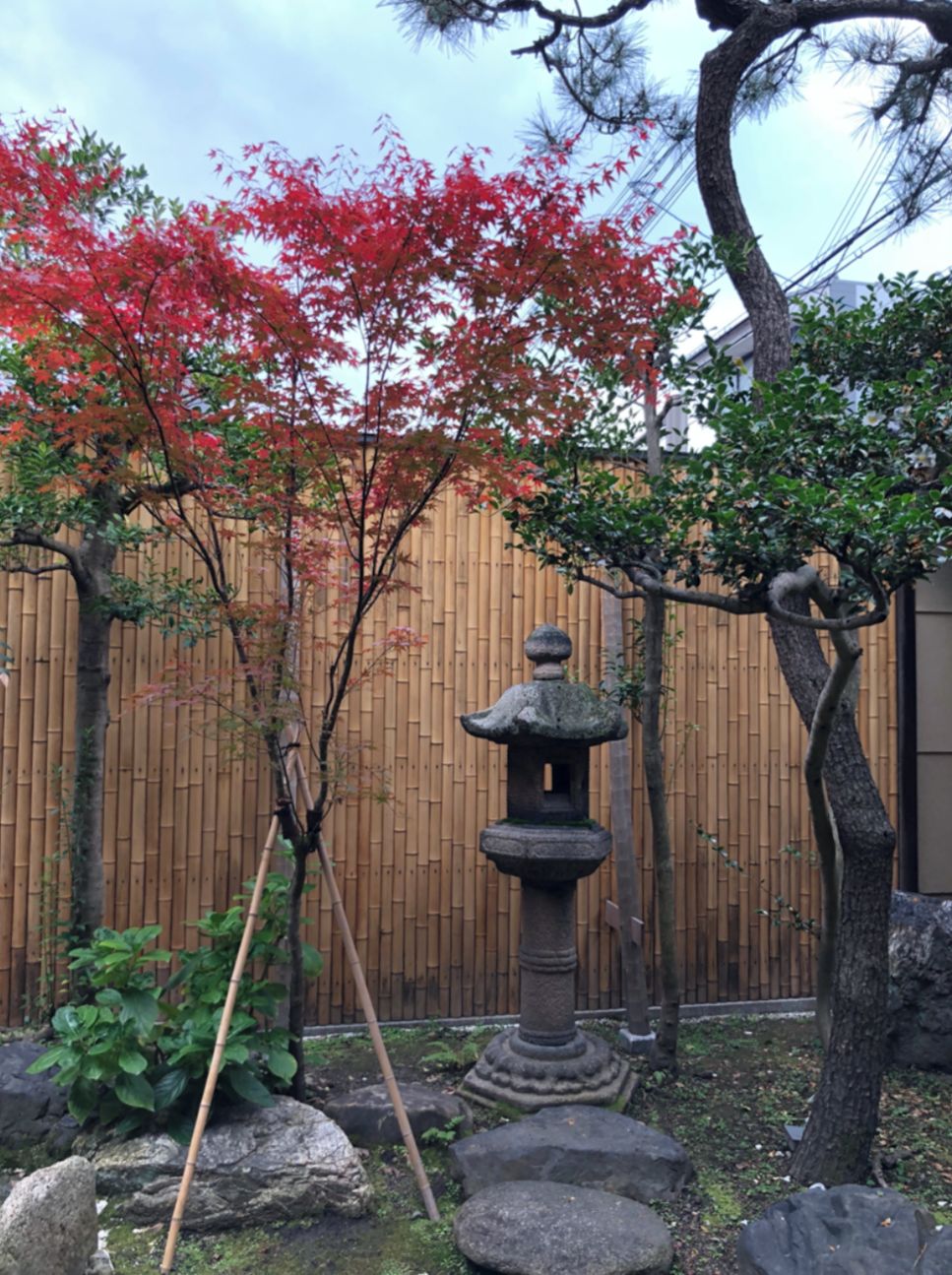 A garden with a bamboo fence, a stone lantern, and a tree with red leaves.
