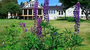 A house with a large front lawn and tall purple flowers in the foreground.