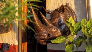 Una escultura de cabeza de rinoceronte de bronce montada en la pared, una planta en maceta y un candelabro colgante.