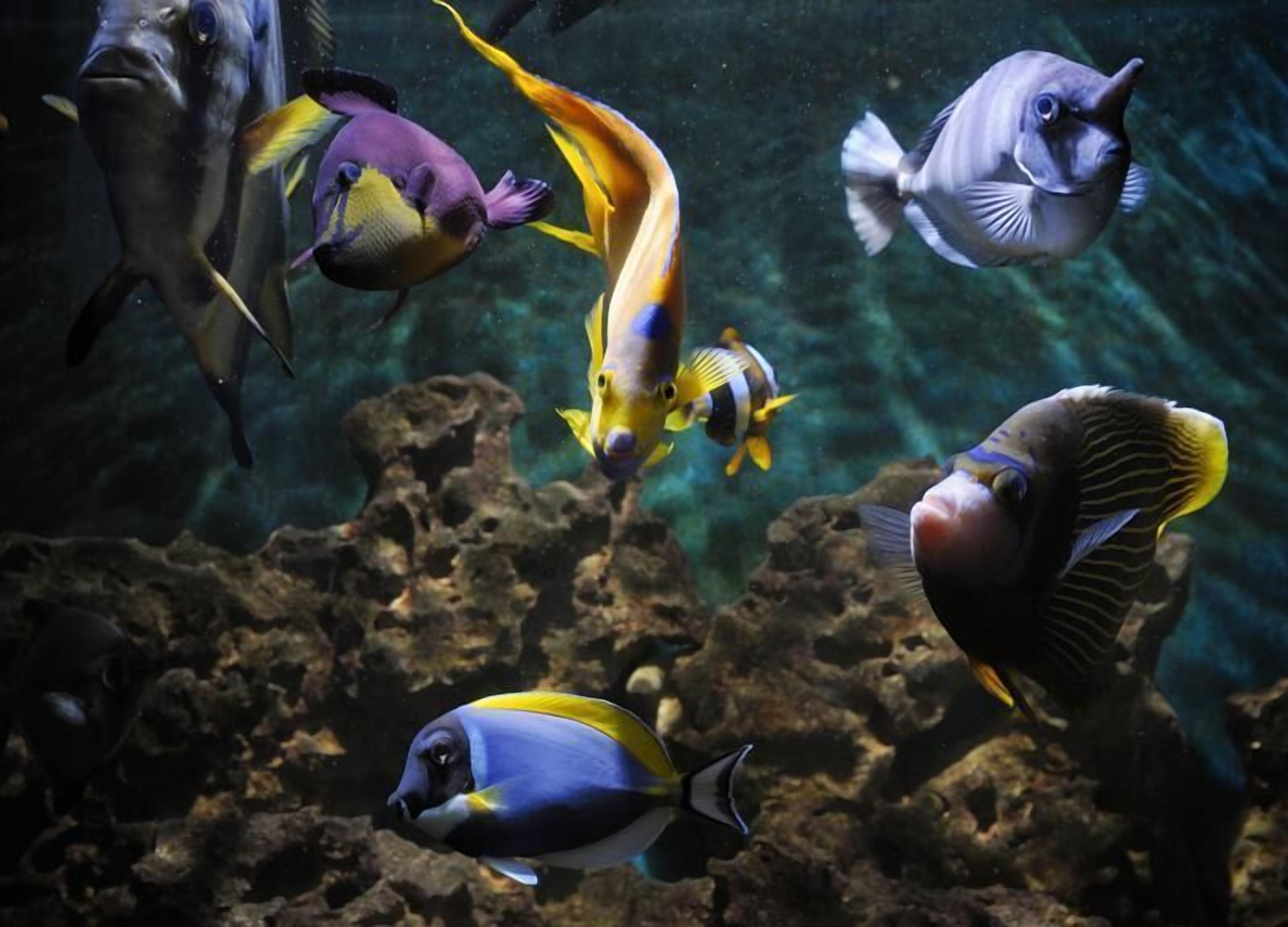 A variety of tropical fish swimming in an aquarium with rocky formations.