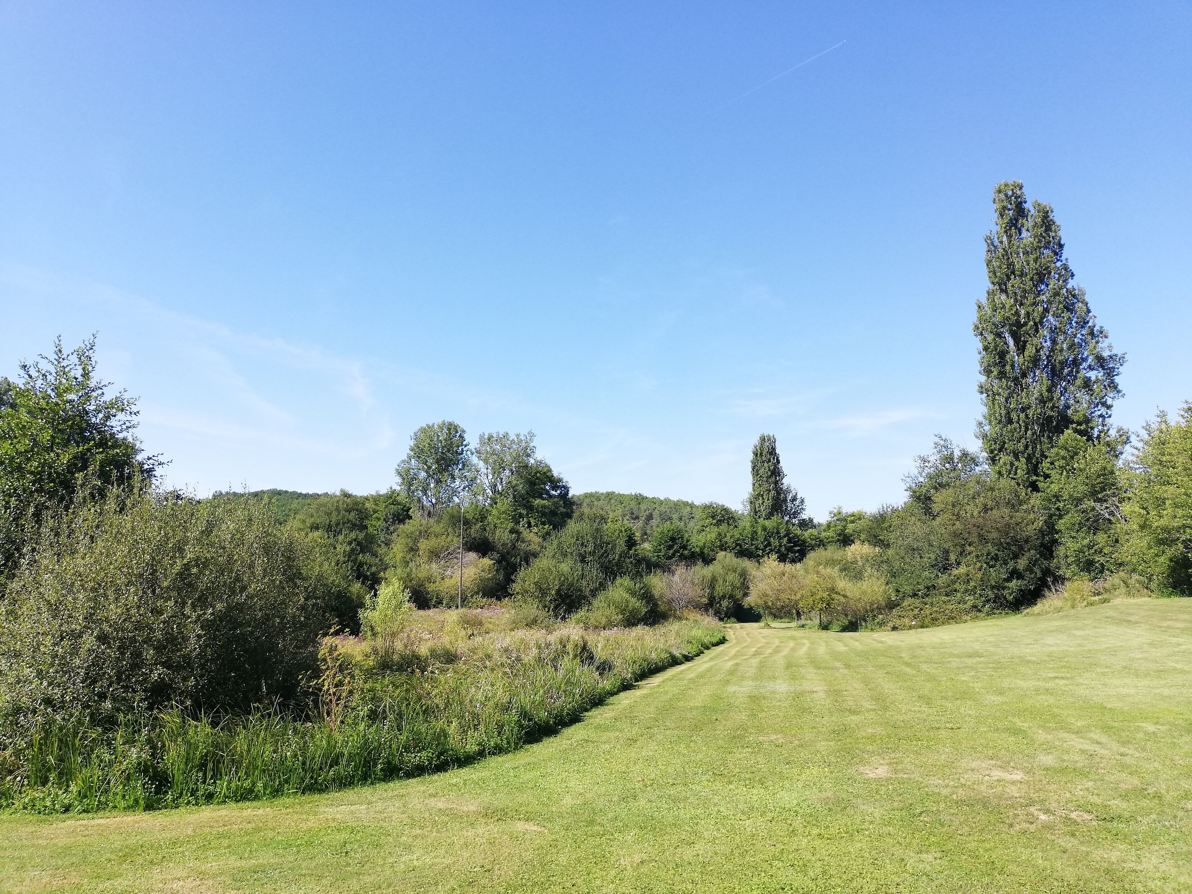 A grassy field with a clear sky and trees in the background.