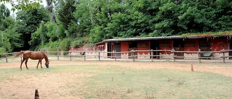Ăquitation