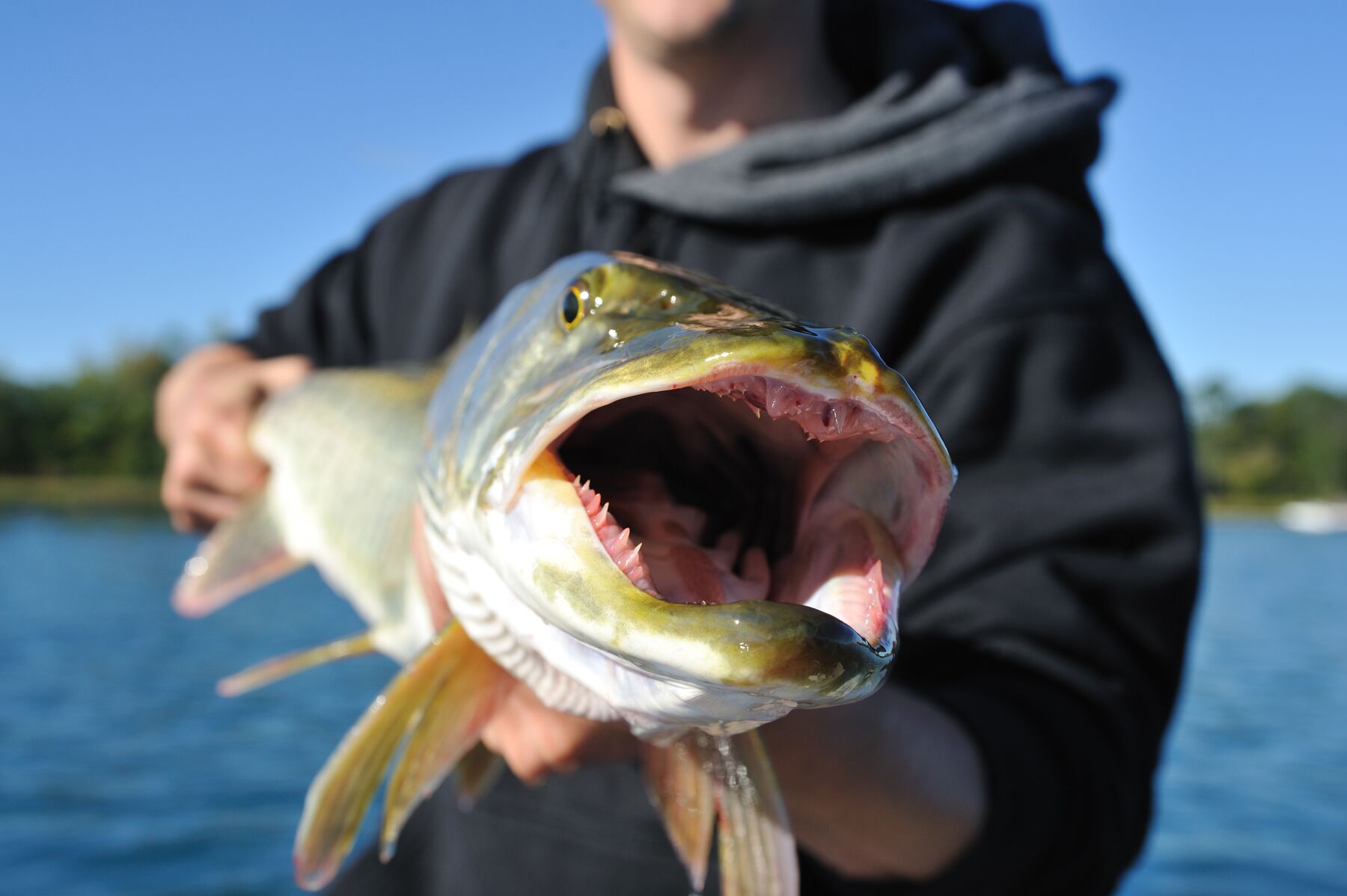 A person holding a fish with an open mouth, showcasing its teeth and gills.
