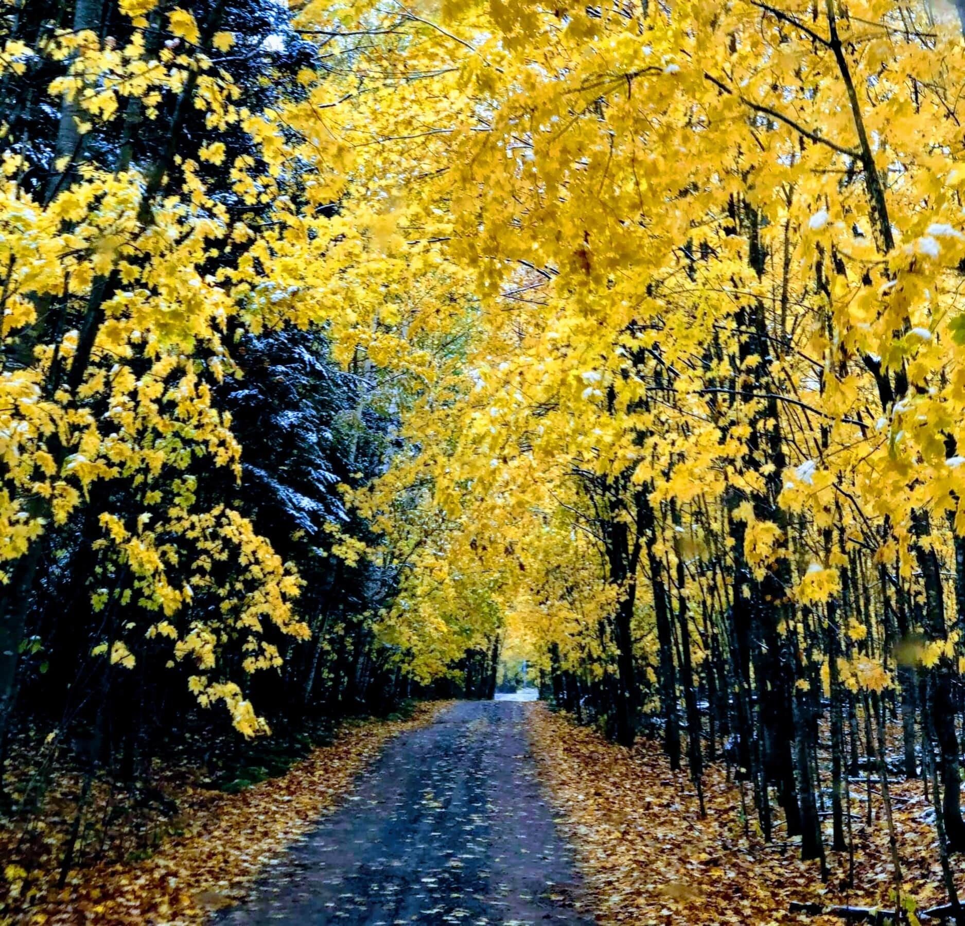 A road flanked by trees with yellow leaves, leading into the distance.