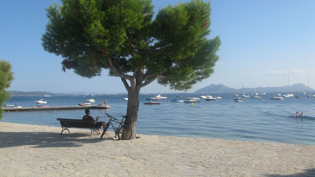 Una playa con pavimento de piedra, un árbol, un banco y barcos en el agua.