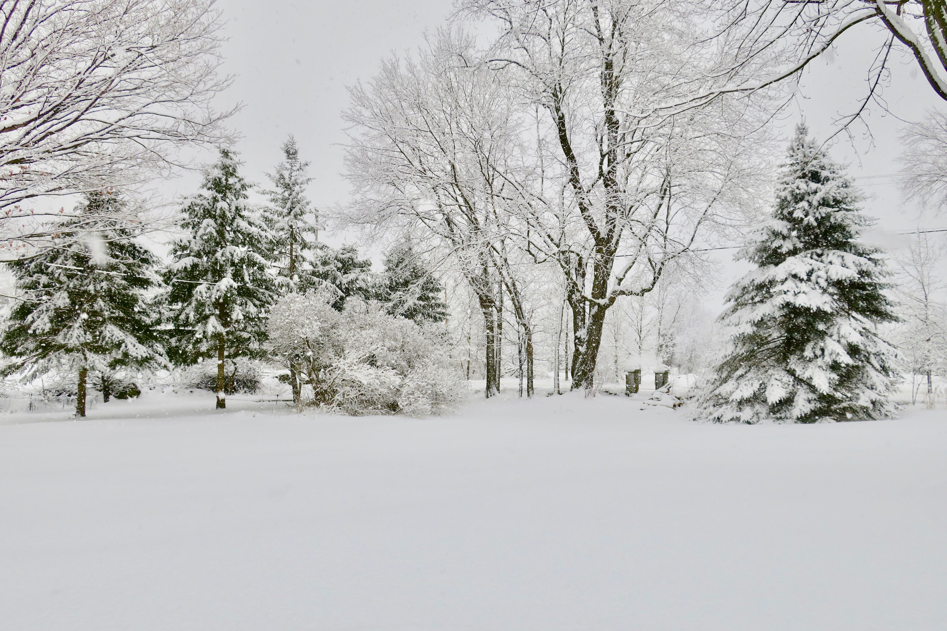 A snowy landscape with trees and a building.