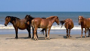 A beach with horses standing on the sand near the water. - Incredible Views - Magnificent Sunsets
I Little Piece of Heaven
 (Beaufort)