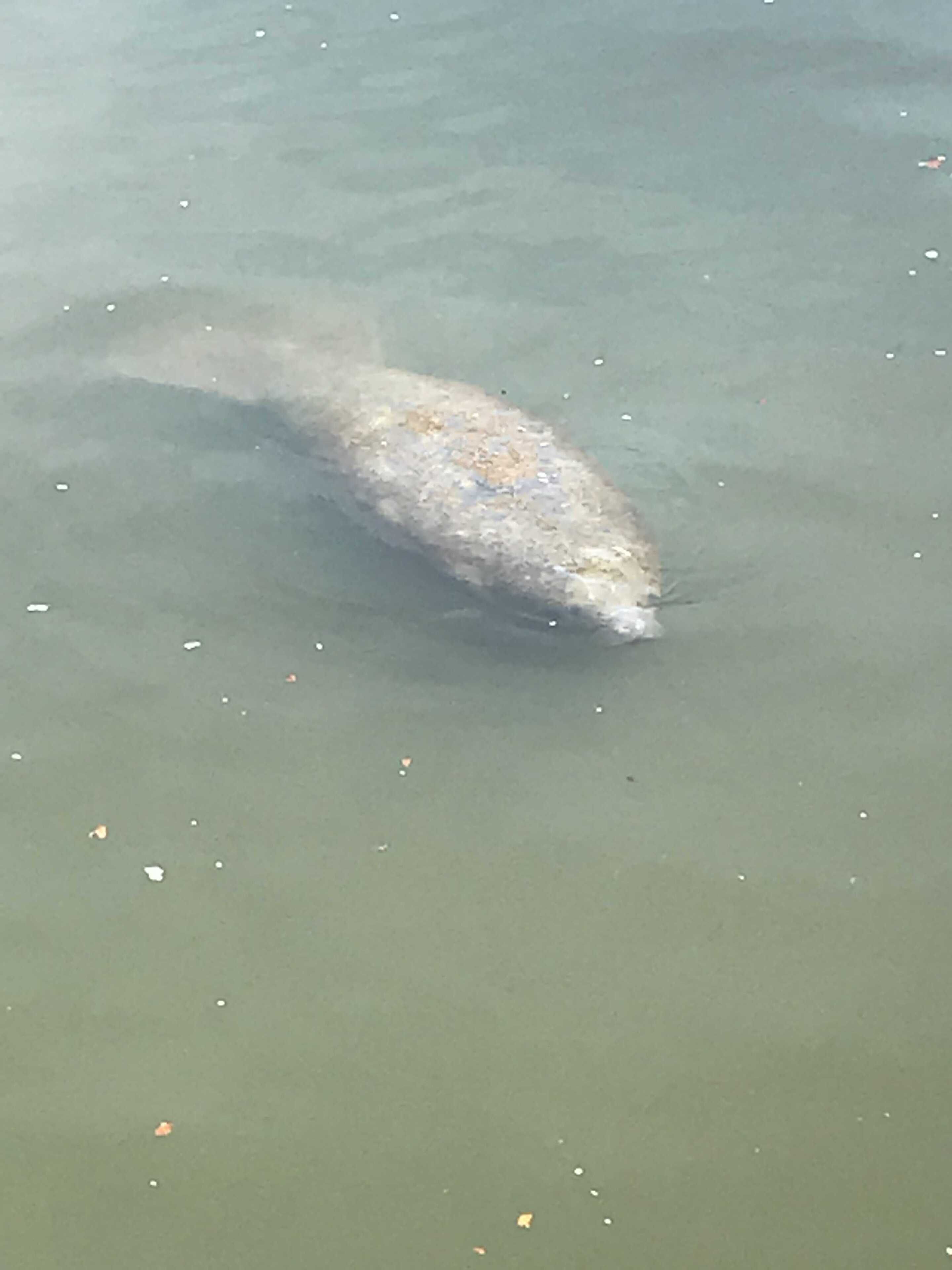 A fish in water.